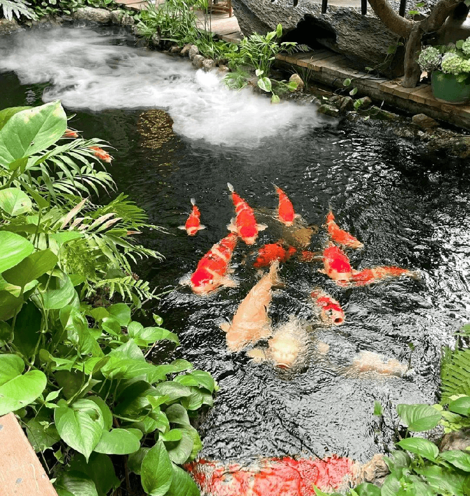 秋季錦鯉魚池怎么殺蟲滅菌呢？